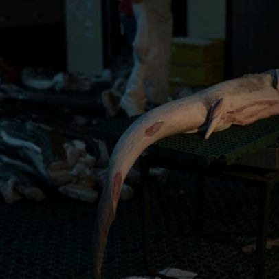 Investigação sobre carne de tubarão da Mongabay vence prêmio nacional no Brasil