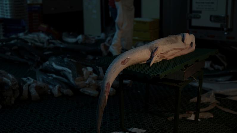 Investigação sobre carne de tubarão da Mongabay vence prêmio nacional no Brasil