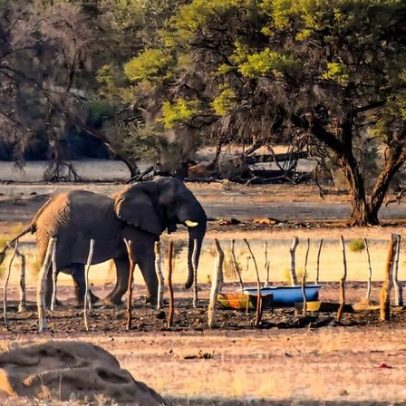 Como agricultores e elefantes do sul da África podem conviver