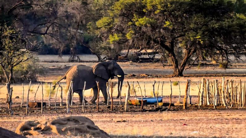 Como agricultores e elefantes do sul da África podem conviver