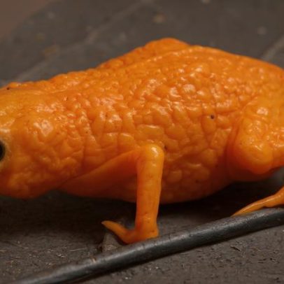 Pererequinha laranja-brilhante encontrada no sul do Brasil recebe o nome Lula