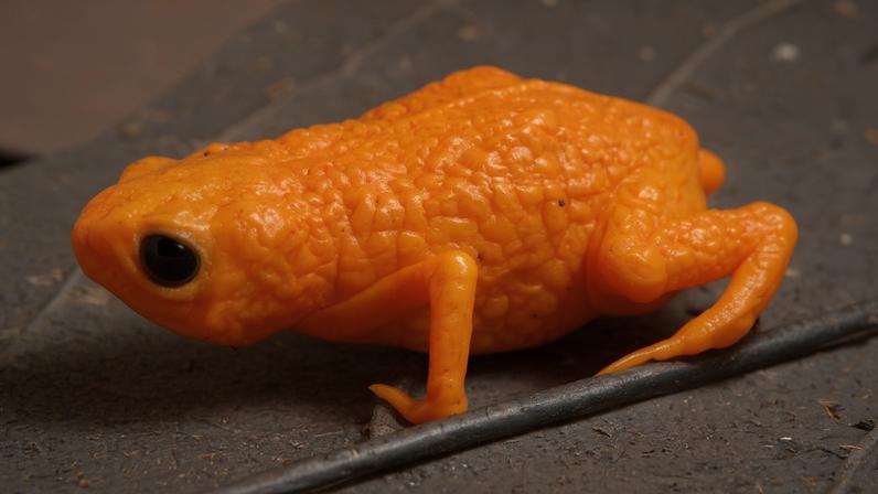 Pererequinha laranja-brilhante encontrada no sul do Brasil recebe o nome Lula