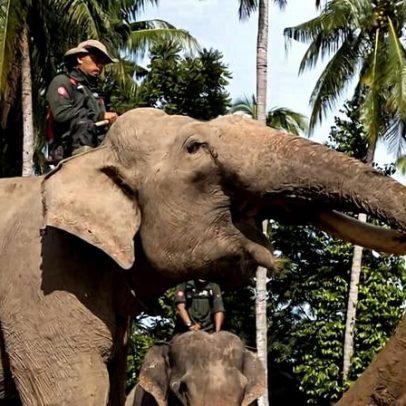 Elefantes de resgate de tsunami mobilizados para ajuda a ciclone na Indonésia