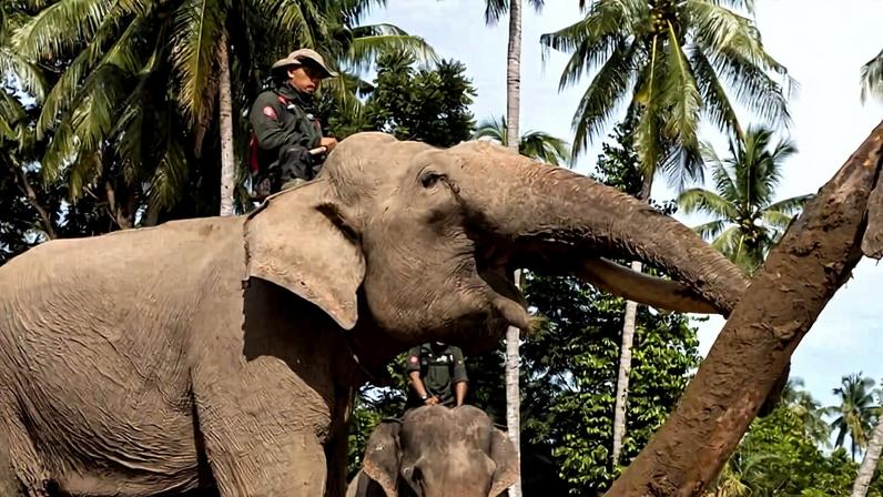 Elefantes de resgate de tsunami mobilizados para ajuda a ciclone na Indonésia