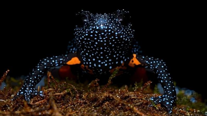 Turismo fotográfico ameaça sapos-galáxia raros nos Ghats da Índia