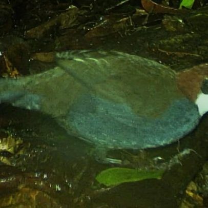Nova espécie de jewel-babbler de Papua-Nova Guiné pode estar em risco