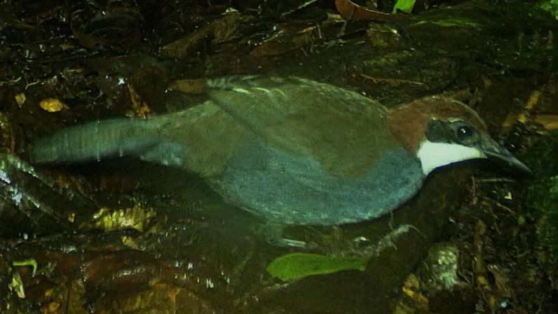 Nova espécie de jewel-babbler de Papua-Nova Guiné pode estar em risco