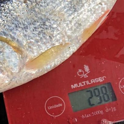 Pescadores da Amazônia ajudam cientistas a mapear danos de barragens no Madeira