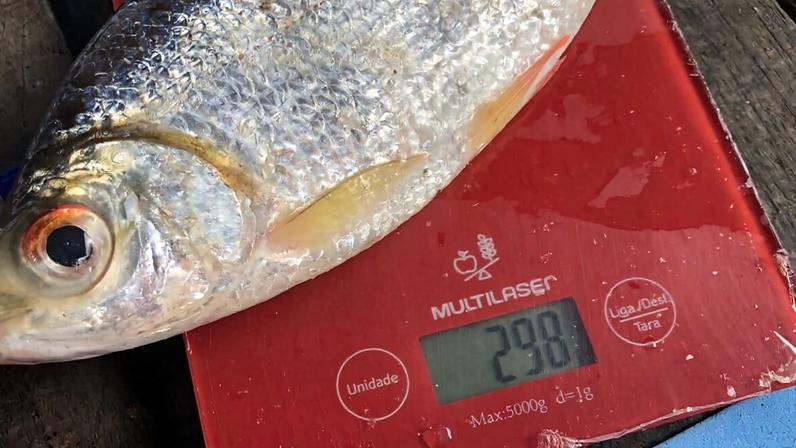 Pescadores da Amazônia ajudam cientistas a mapear danos de barragens no Madeira