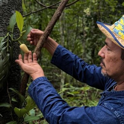 Smallholders do Sudeste Asiático enfrentam EUDR, diz Greijmans