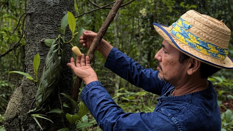 Smallholders do Sudeste Asiático enfrentam EUDR, diz Greijmans