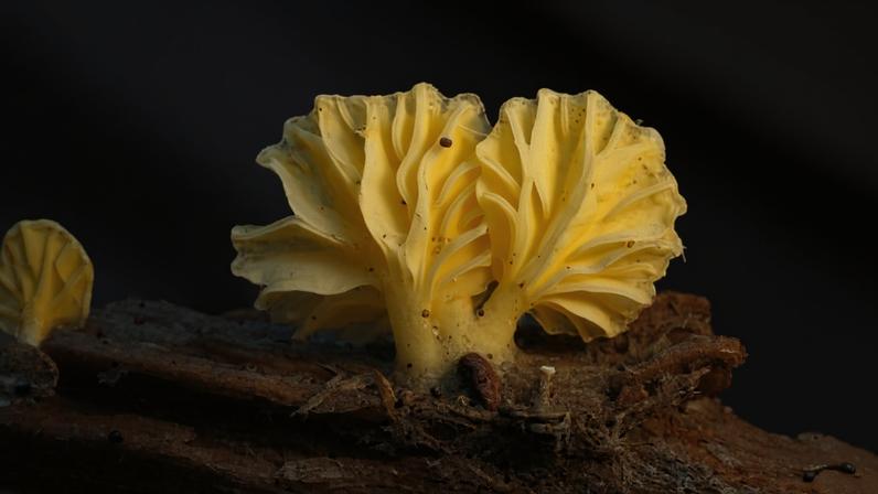 A fungi in the family Hygrophoraceae. This fungi, which may represent a new genus, is rare and restricted to California’s coastal regions, says Singer.