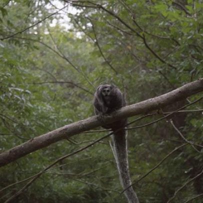 Sagui-caveirinha interrompe obra de barragem no interior de SP