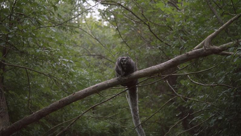 Macaquinho com cara de caveira está entre os 25 primatas mais ameaçados do planeta
