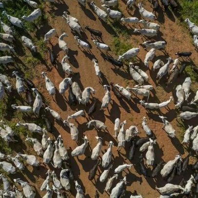 Oferta de gado no Brasil recua, sinalizando pressão global sobre preço da carne