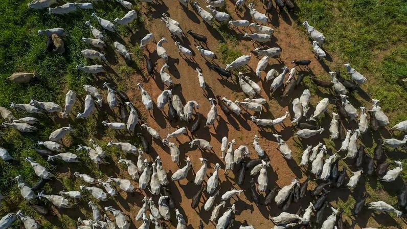 A alta nos preços dos bezerros no Brasil sinaliza o início de uma nova fase, na qual os pecuaristas passam a reter fêmeas para recompor os rebanhos