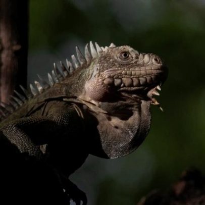 Pequena ilha caribenha traz esperança para iguana em perigo