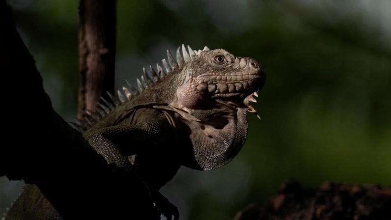 Pequena ilha caribenha traz esperança para iguana em perigo
