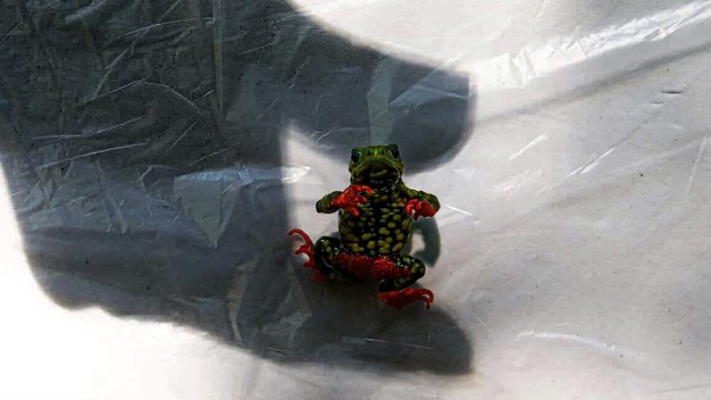 Anfíbio que freou primeira usina hidrelétrica encara crise climática