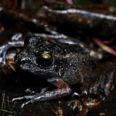 Nova espécie de sapo surge nas florestas de nuvem do Peru e já está em risco