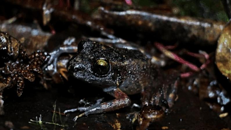 Nova espécie de sapo surge nas florestas de nuvem do Peru e já está em risco