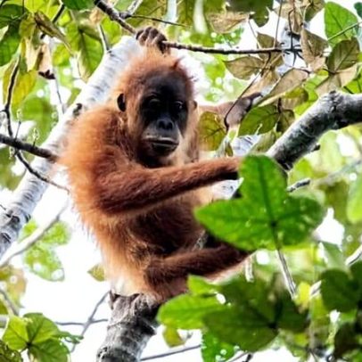 Orangotango de Tapanuli devastado por ciclone enfrenta perda de habitat por zoneamento