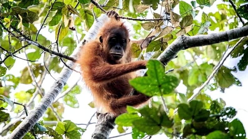 Orangotango de Tapanuli devastado por ciclone enfrenta perda de habitat por zoneamento