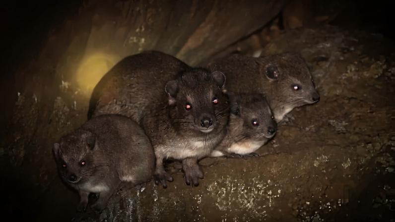 Híraxes trepadores da Tanzânia se adaptam a viver sem árvores