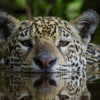 Amazônia em 2026 enfrenta desafios, voltando a ficar à margem
