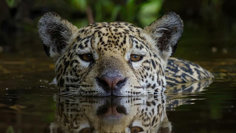 Parque Estadual Encontro das Águas, Thomas Fuhrmann, 2023, Jaguar, Panthera onca swimming