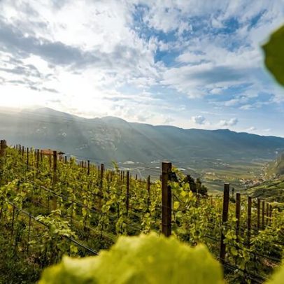 Alto Adige: 24 vinhos avaliados por especialistas para experimentar
