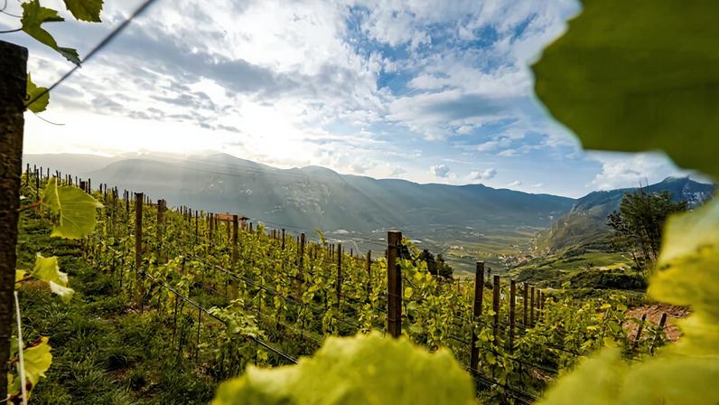Credit: Weingut Rohregger