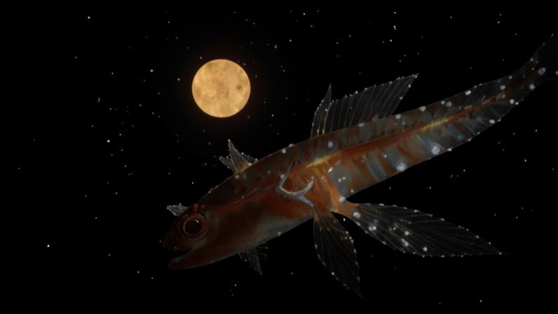 Hotéis das profundezas revelam 20 novas espécies perto de Guam