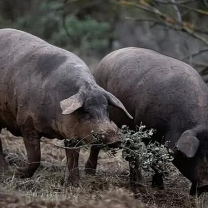 Espanha investiga 5 laboratórios por possível fuga do vírus da peste suína