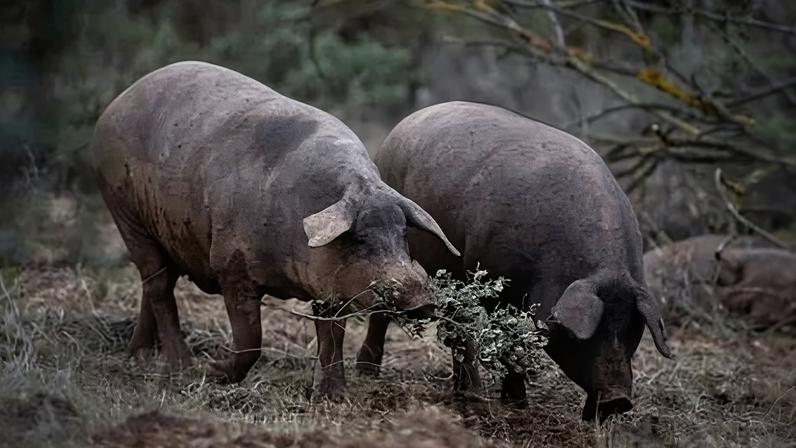 Espanha investiga 5 laboratórios por possível fuga do vírus da peste suína