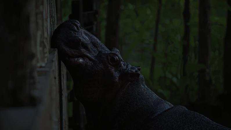 Un hipopótamo de la Hacienda Nápoles (Colombia), en septiembre de 2018.