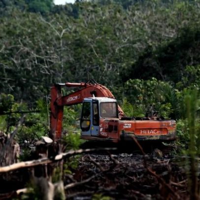 Canais em plantações de palma de óleo em turfa geram metano, aponta estudo