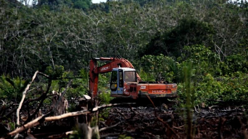 Canais em plantações de palma de óleo em turfa geram metano, aponta estudo