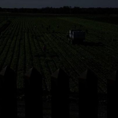 Trump aprova resgate de US$12 bilhões para agricultores atingidos por tarifas