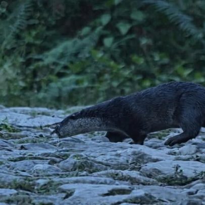 No Nepal, a menor lontra do mundo continua a escapar dos pesquisadores
