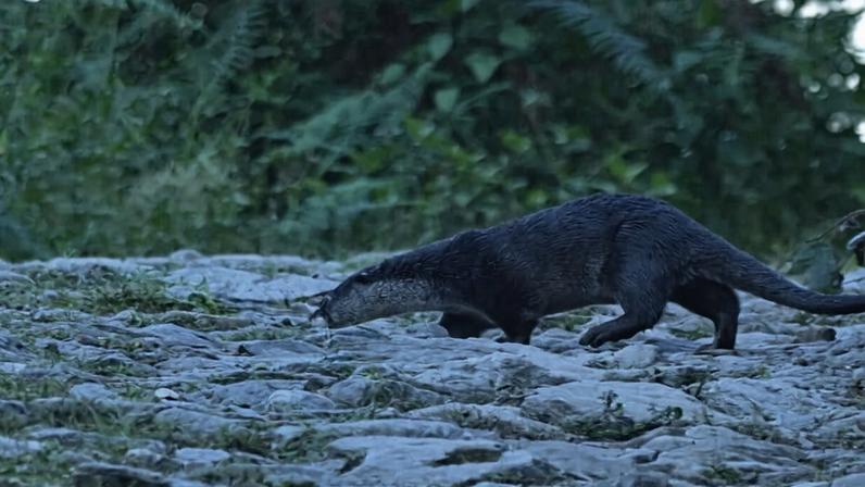 In Nepal, the world’s smallest otter continues to elude researchers