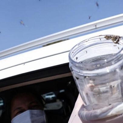 Saúde libera mosquitos estéreis para frear a reprodução do Aedes