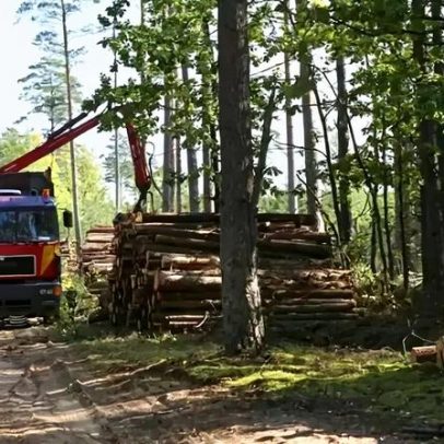 Neozelandesa entra na indústria florestal no Uruguai com US$ 100 milhões