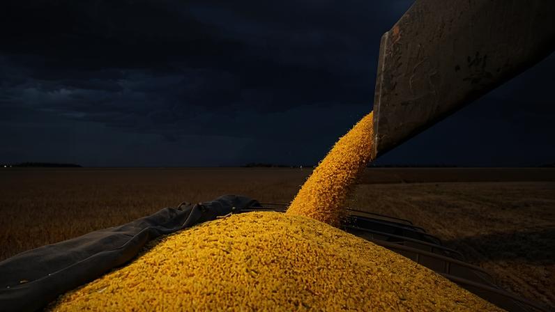 Soja, a principal commodity do agro, em tempo de colheita