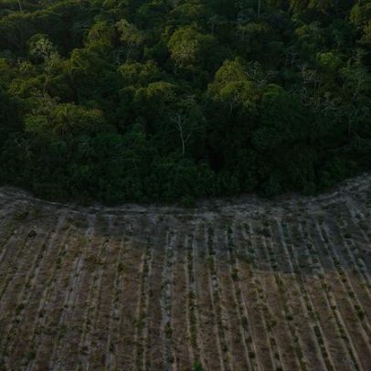 Mais da metade do carbono orgânico do solo brasileiro está na Amazônia