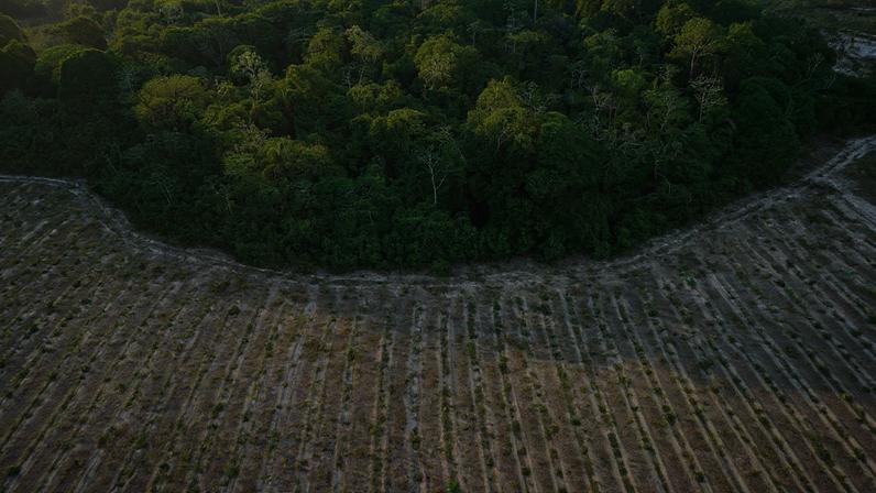 1 de 1 Projeto de reflorestamento da floresta amazônica no Maranhão. — Foto: Divulgação/re.green