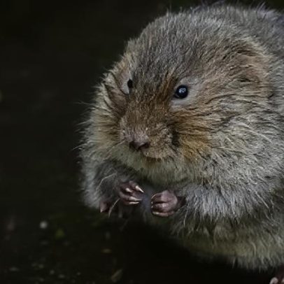 Ratos-d'água avistados no rio Thame pela primeira vez em 20 anos