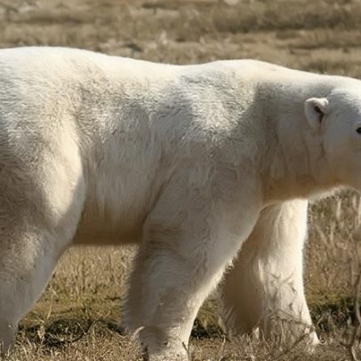 DNA do urso polar pode estar se adaptando a climas mais quentes, estudo da UEA