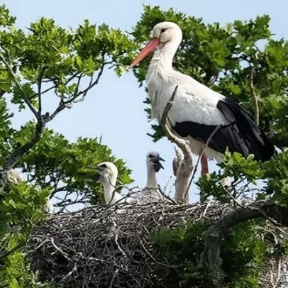 Cegonhas-brancas nidificam no parque de Dagenham em projeto de rewilding