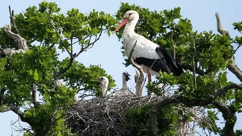 The native species has already been re-introduced in Sussex